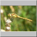 Sympetrum striolatum - Grosse Heidelibelle m07.jpg